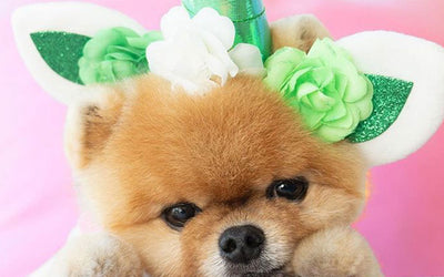 Dogs You Need To Follow On Instagram